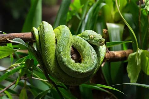 Green Tree Python Care Guide, Habitat, Diet & Behavior - Everything ...