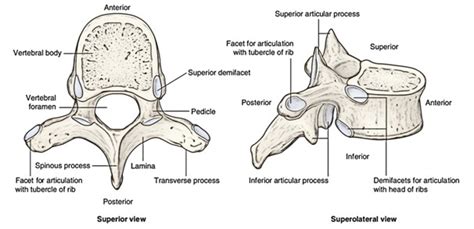 Easy Notes On 【Thoracic Vertebrae】Learn in Just 3 Minutes!