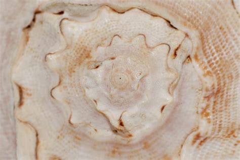 Texture of a White Seashell Close-up, Sea Shell Macro Stock Image - Image of texture, univalve ...