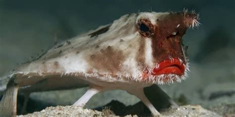 Ugly Fish: 11 Of The Ugliest Fish Species, With Pics ☣️