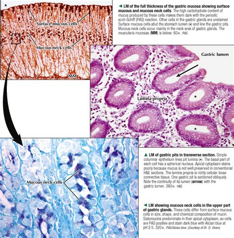 Stomach Histology Parietal Cells