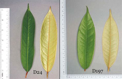 Durian Info: Botany of The Common Durian