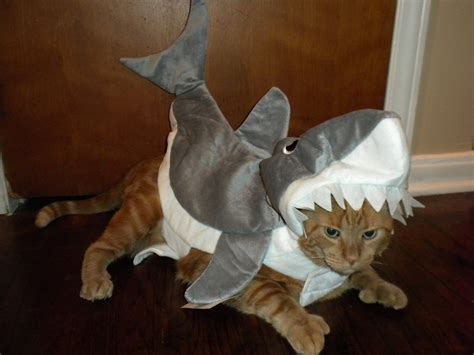 My girlfriend got her cat a shark costume. I don't think he was a fan ...