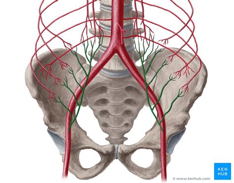 Inferior epigastric artery: Anatomy, branches, supply | Kenhub