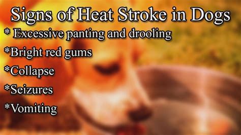 Veterinarian warns pet owners of heat stroke symptoms | News | WPSD Local 6