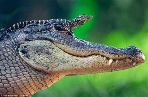 Baby alligator proudly rides on mother's head to keep dry and catch some sun | Daily Mail Online