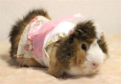 Interesting Guinea Pig Fashion in Japan – Design Swan