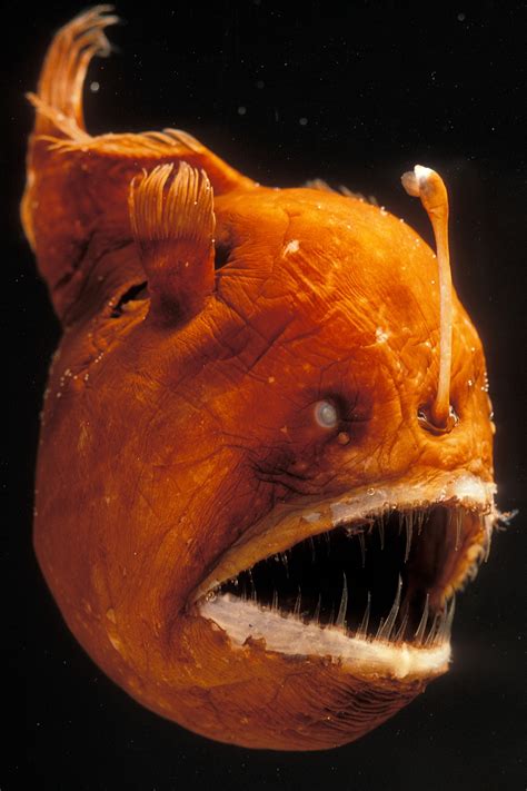 Deep Sea Anglerfish