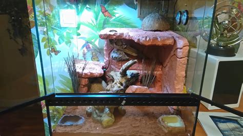 Terrarium gecko léopard