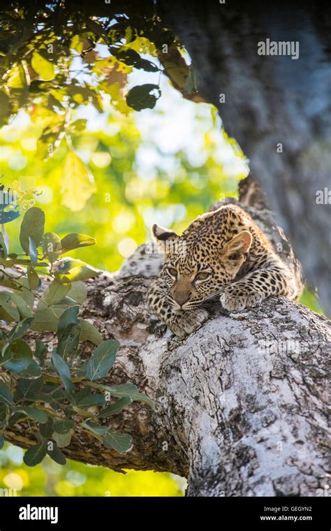 Leopard cub lying in tree Stock Photo - Alamy