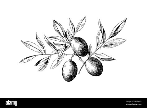 Olive brunch in engraving style element for poster, collage, banner ...