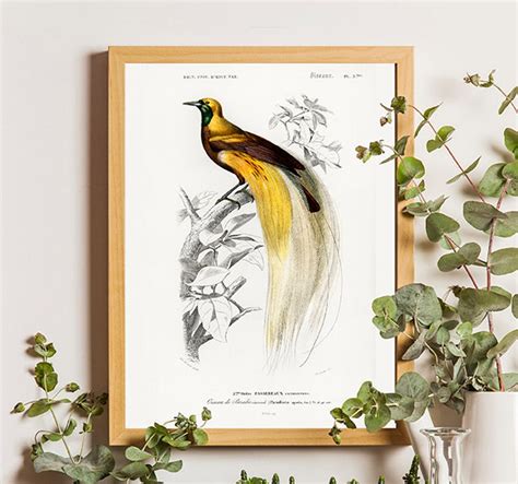 Bird of Paradise Print, Bird Poster, Antique Animal Painting, Vintage Drawing Poster, Birds ...