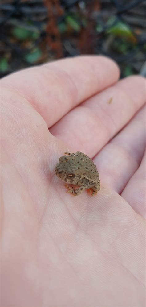 Tiny toad! : aww