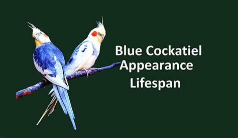 Common White, Blue, Ashenfallow Cockatiel Complete Detail - PetsHoods