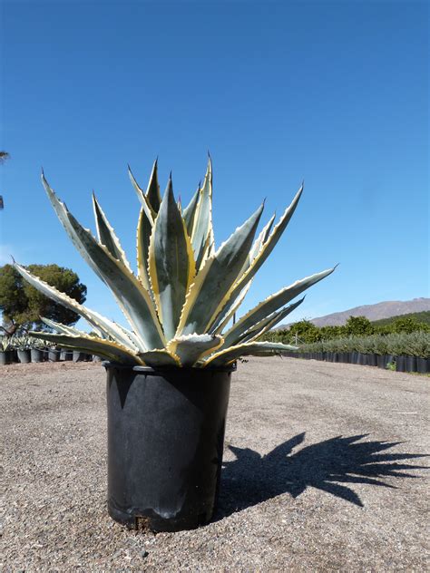 Agave americana 'Variegata' | T-Y Nursery