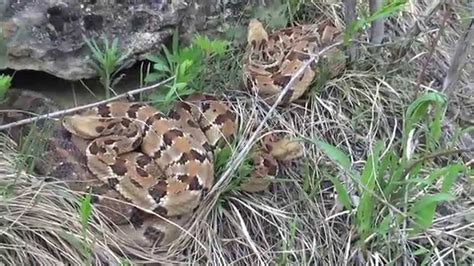 Field Herping the Midwest: Episode 2 - Wisconsin Timber Rattlesnake (Crotalus horridus) - YouTube