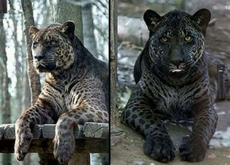 Strange hybrid animals you’ve probably never seen | Rare animals, Weird ...