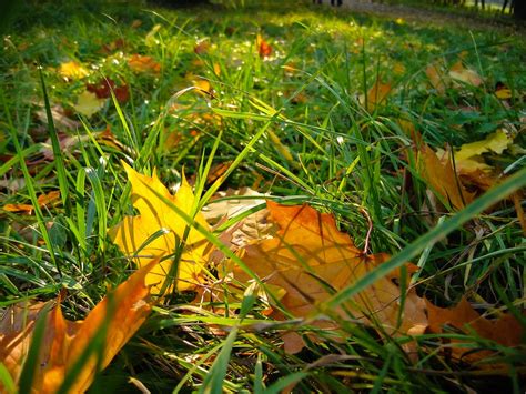 Free stock photo of fall leaves, plant, season