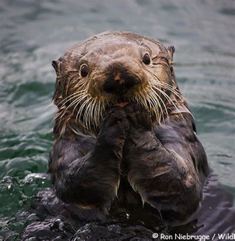 Video: Sea Otters - The Keepers Of The Kelp Forest | Sea otter, Otters, What dogs