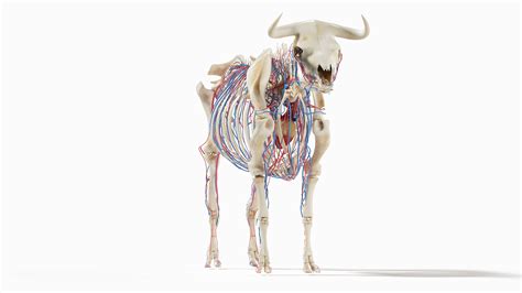 Bull Body, Skeleton and Vascular System Static 3D model - TurboSquid ...