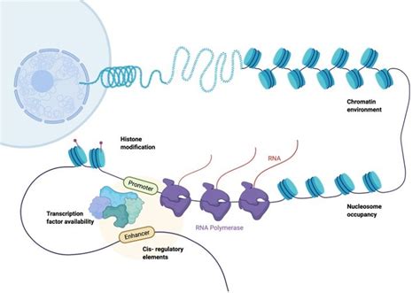 Heterochromatin: Definition, Types, Examples I ResearchTweet