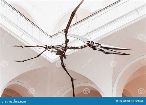 Pterodactyl Editorial Image | CartoonDealer.com #115536002