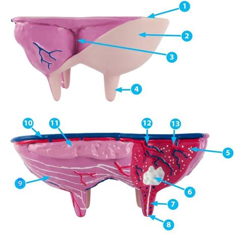 Cow Udder Anatomy Model 42010220 | Anatomystuff