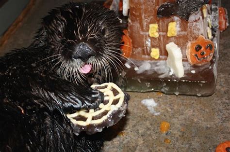 Sea Otters Check Out Their Halloween Ice Enrichment Treats — The Daily Otter