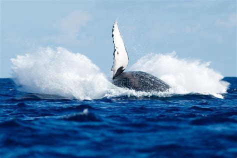 Humpback whale breaching. stock photo. Image of breach - 116424278