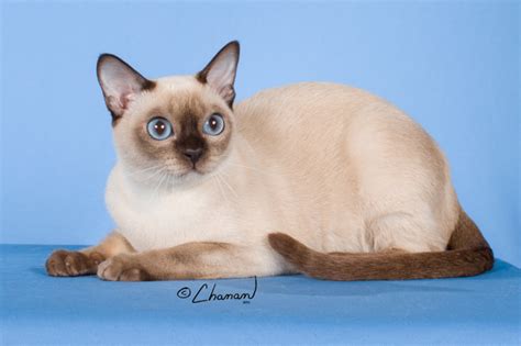 Tonkinese Page - www.breedlist.com