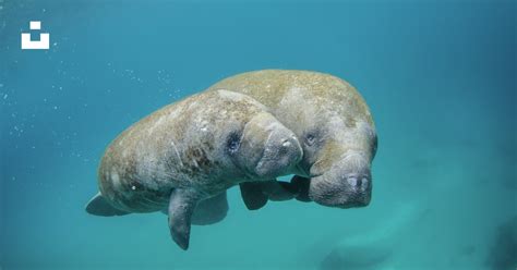 Mother manatee and calf swimming photo – Free Marine Image on Unsplash