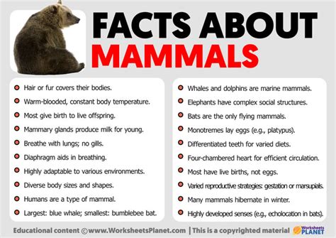 Facts about Mammals