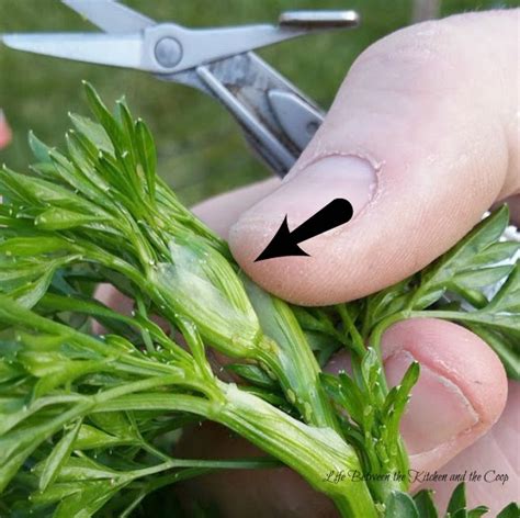 How to Know When to Harvest Cilantro