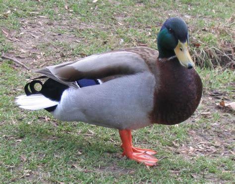 File:Mallard drake.jpg - Wikimedia Commons