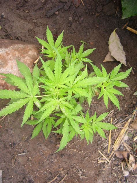 File:Cannabis sativa plant.jpg