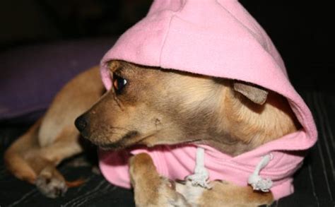 Chihuahua Clothes For Your Fashionable Little Dog - Chihuahua Clothes