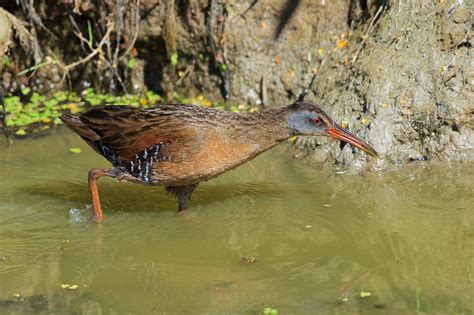 jack williamson | Ridgefield Wildlife Refuge 3 July 2015