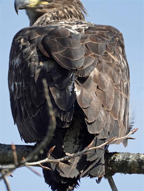 Female Bald Eagle « NORTHWEST WILDLIFE ONLINE