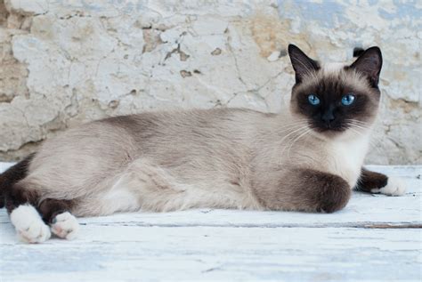 Are Siamese Cats Compatible With Dogs