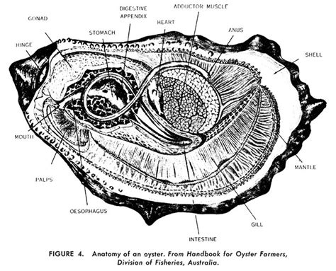 Anatomy of an Oyster | Oysters, Art inspiration, Art