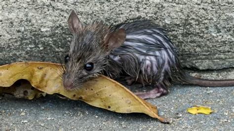 Rats in Chicago: Orkin ranks Windy City 'rattiest' in US for 7th straight year, followed by Los ...