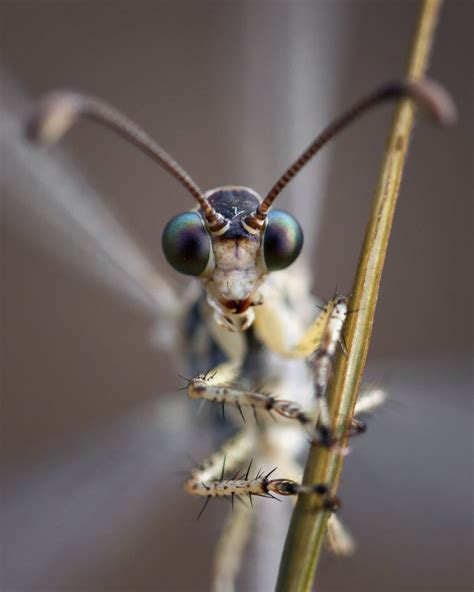 Closeup of the adult antlion’s face | Bugs and insects, Beautiful bugs, Cool bugs