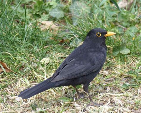 Have You Seen a Black Bird with Yellow Beak? This Is It!