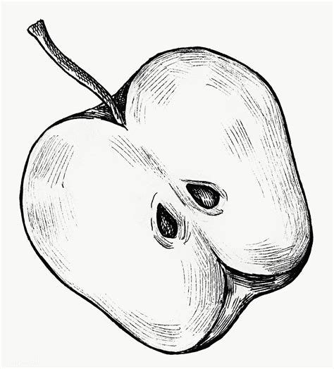 Download free png of hand drawn half cut apple transparent png about apple vintage apple hand ...