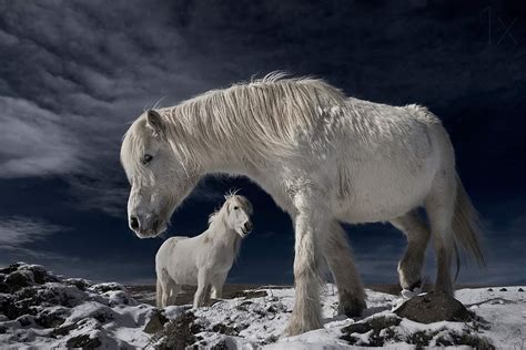 Icelandic Horse Facts, Origin, History, Gaits, Pictures