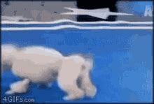 Excited Dog GIFs | Tenor