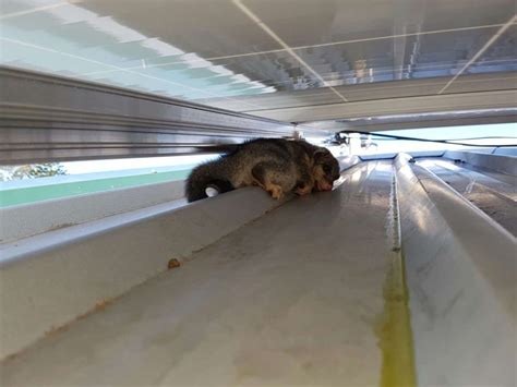 Possum Proofing - Brisbane Gutter Guard