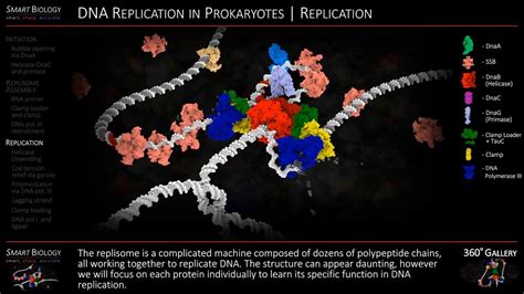 DNA Replication Animation 3D Molecular Biology - YouTube