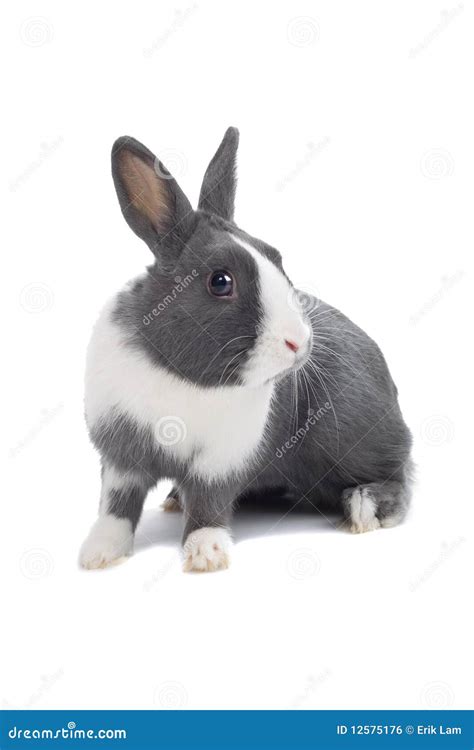 Grey Rabbit Royalty Free Stock Image - Image: 12575176