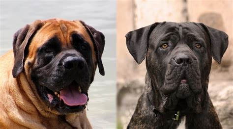 English Mastiff vs. Cane Corso: Breed Differences & Similarities